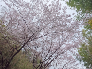 桜