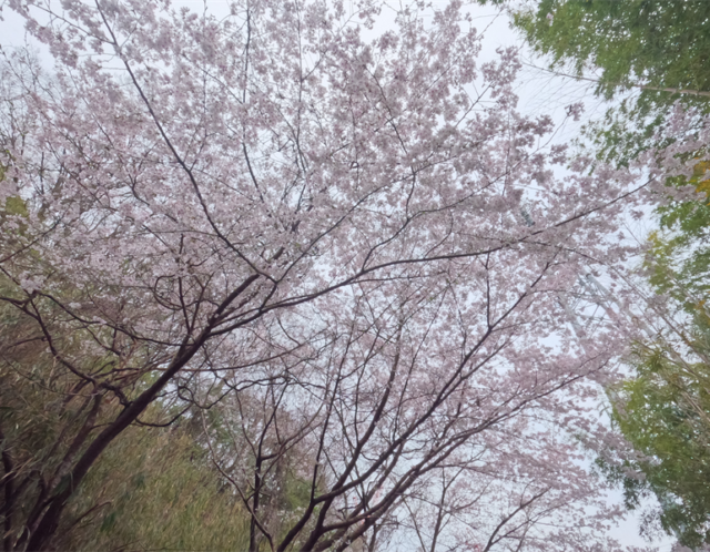 桜